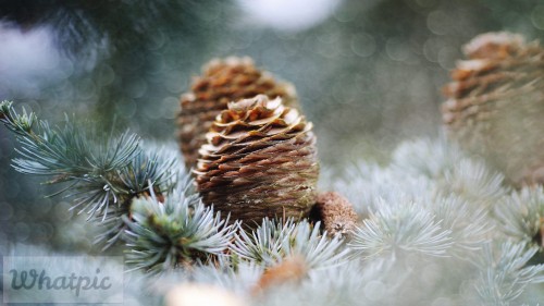 PineconesSwap_EN-US9076096888_1920x1080.jpg