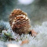 PineconesSwap_EN-US9076096888_1920x1080