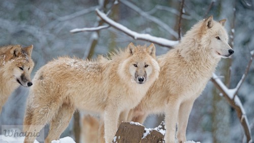 ArcticWolf_EN-US5836595388_1920x1080.jpg