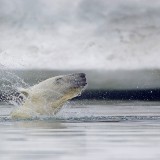 LoonyDook_EN-US4158038260_1920x1080