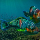 Parrotfish_EN-US6474384190_1920x1080