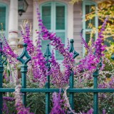 PurpleFlowers_EN-US5664268733_1920x1080