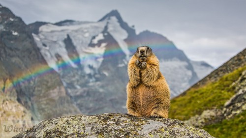 RainbowMarmot_EN-US9496423028_1920x1080.jpg