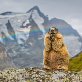 RainbowMarmot_EN-US9496423028_1920x1080