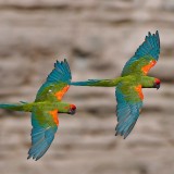 RedFrontMacaw_EN-US5608845263_1920x1080