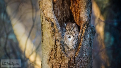 MassapequaOwl_EN-US8469635086_1920x1080.jpg