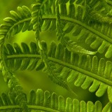SwordFern_EN-US7523587413_1920x1080