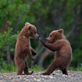 SiblingBears_EN-US6609087772_1920x1080